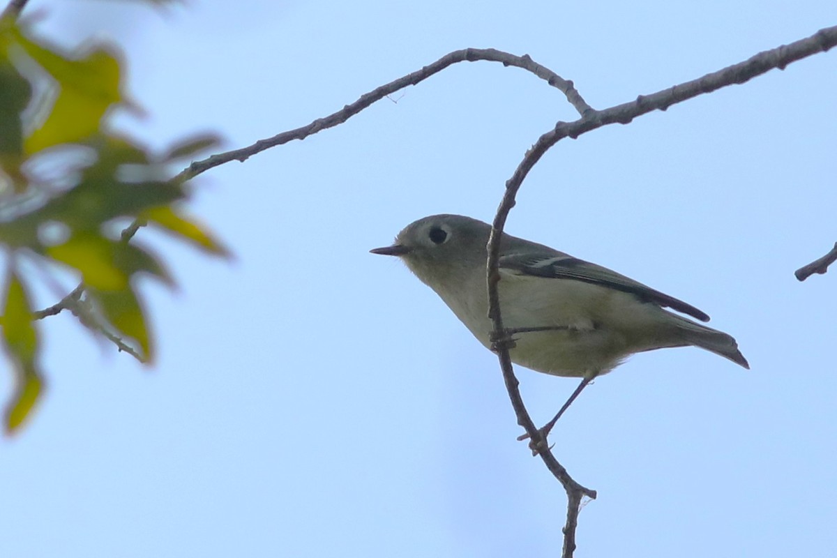 Ruby-crowned Kinglet - ML642196542