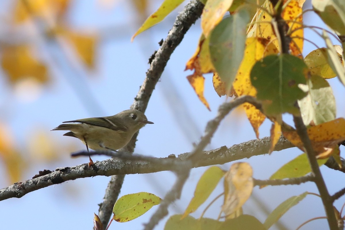 Ruby-crowned Kinglet - ML642196543