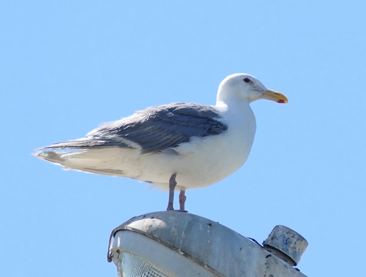 Gaviota Occidental - ML642196544