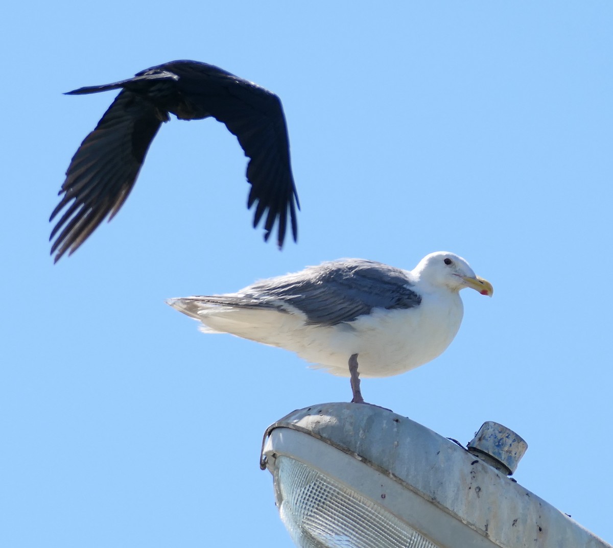 Gaviota Occidental - ML642196548