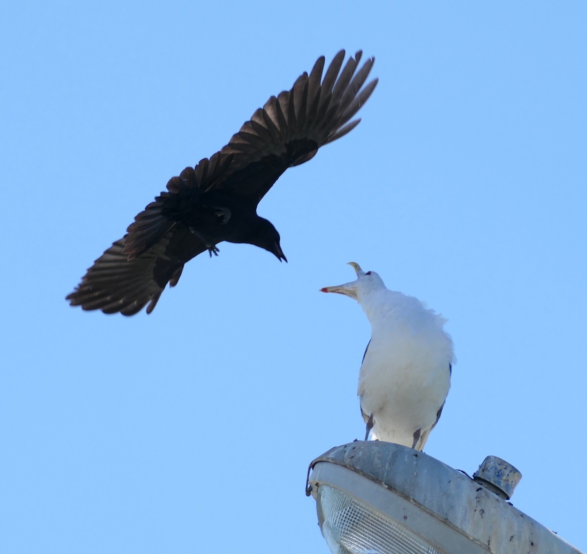 Gaviota Occidental - ML642196549