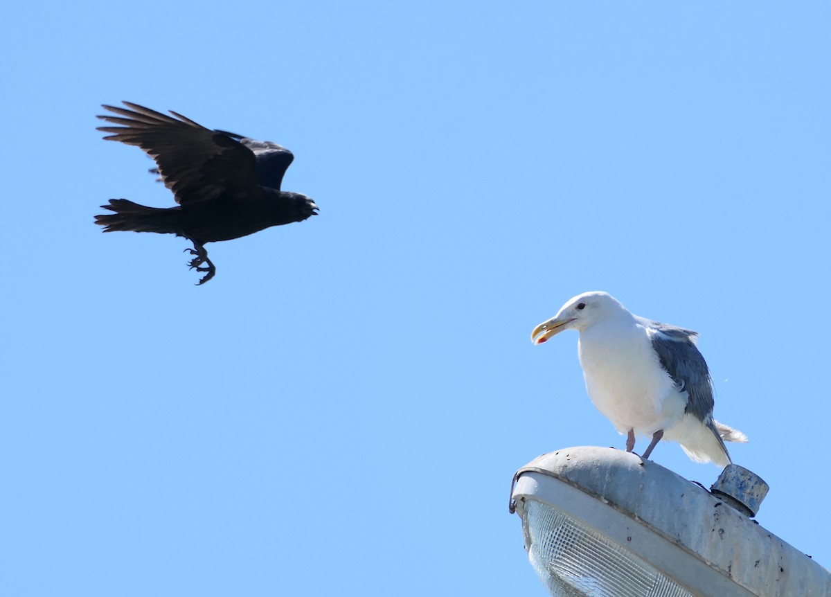 Gaviota Occidental - ML642196558