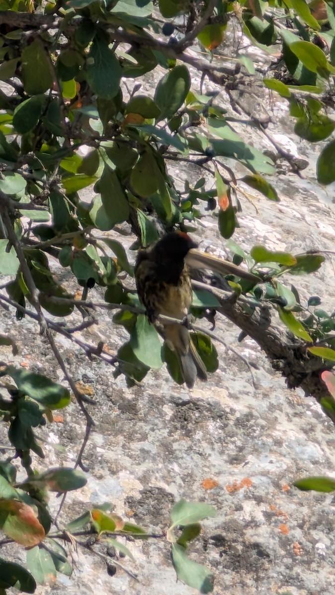 Fire-fronted Serin - ML642196567