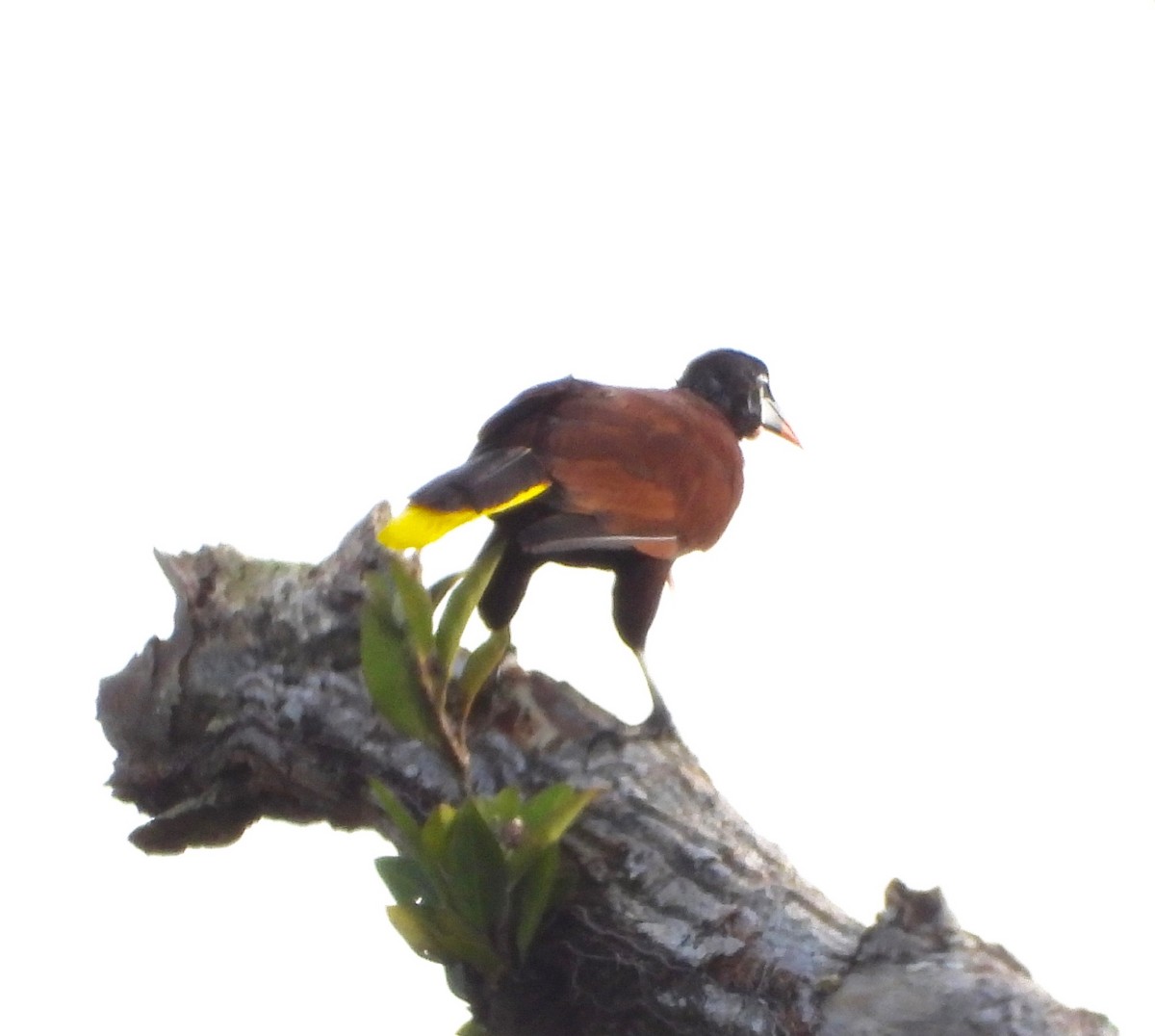 Montezuma Oropendola - ML642196579