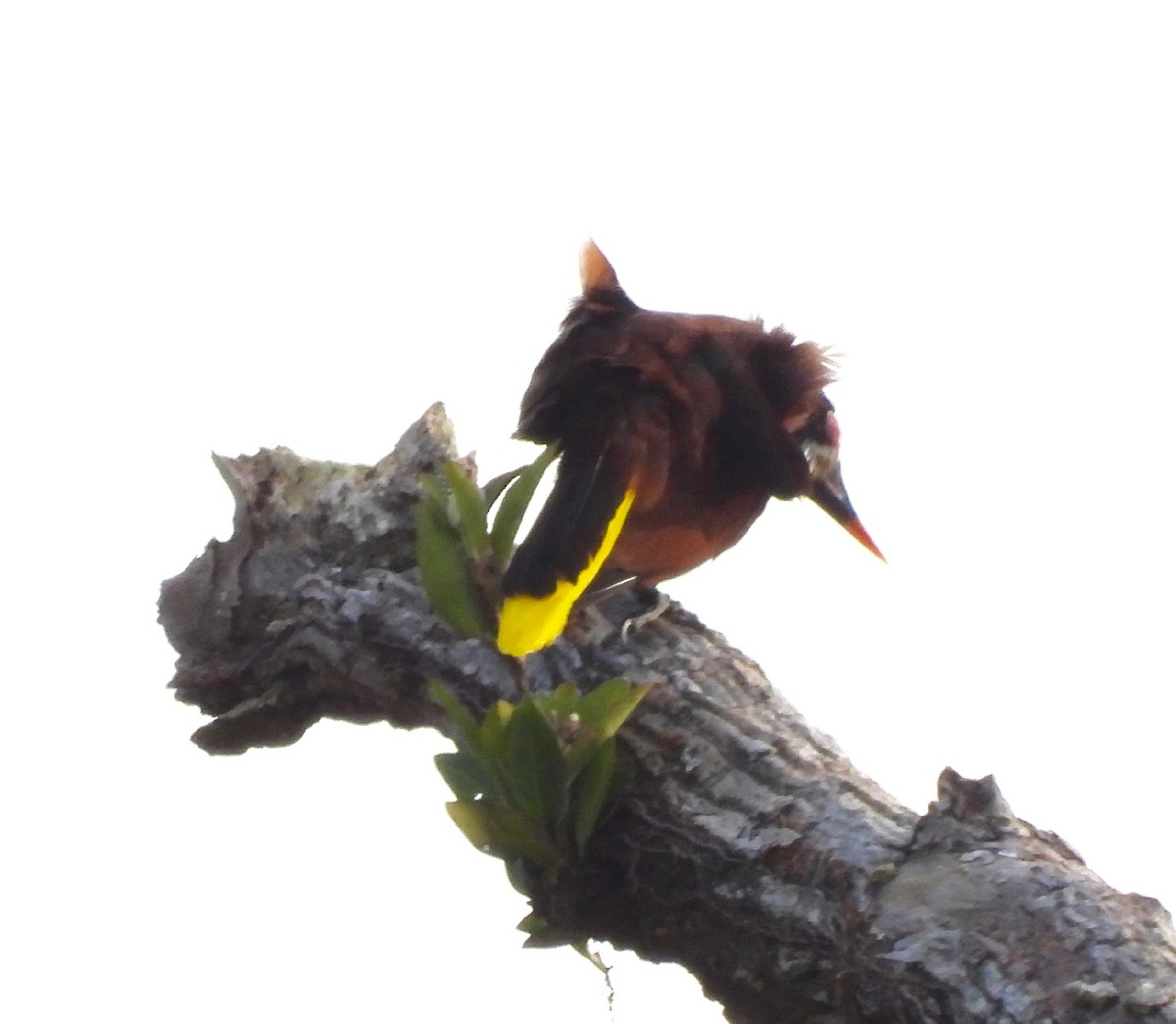 Montezuma Oropendola - ML642196580