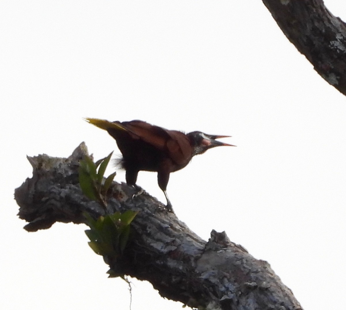 Montezuma Oropendola - ML642196581