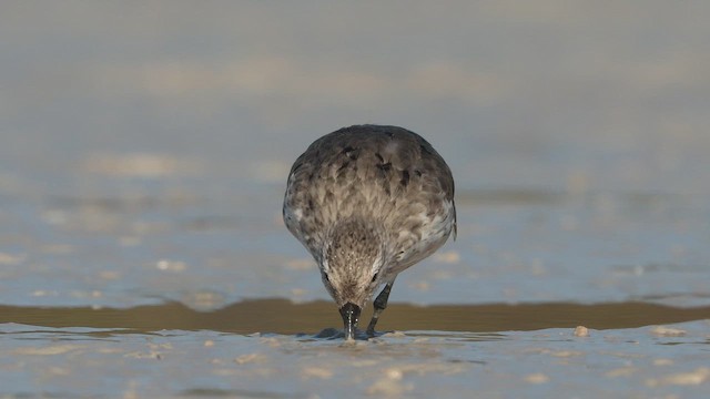 Knutt - ML642196639
