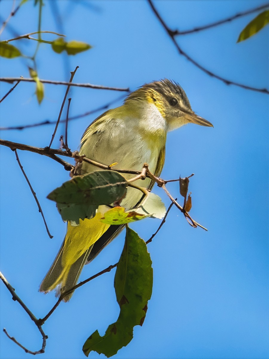 Yellow-green Vireo - ML642196656