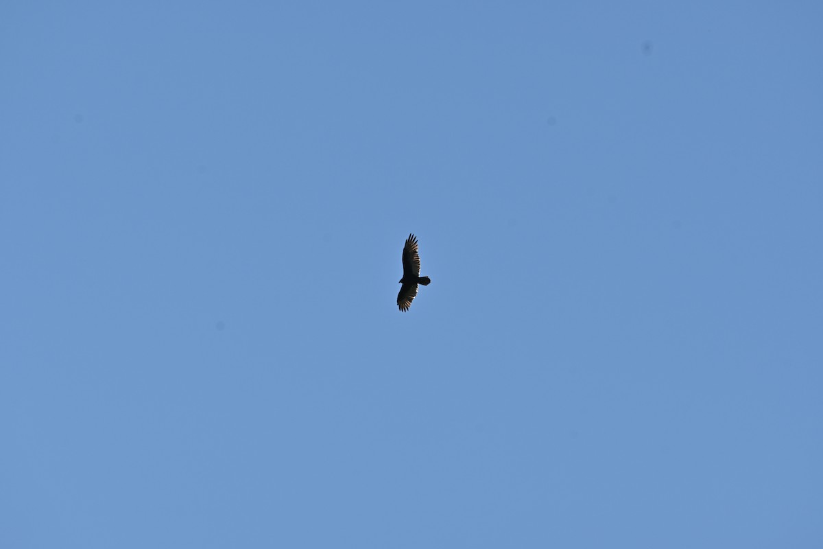 Turkey Vulture - ML642196664