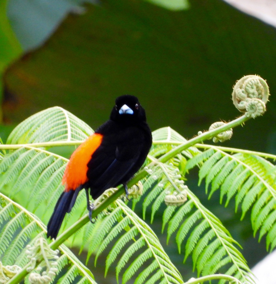 Scarlet-rumped Tanager (Passerini's) - ML642196681