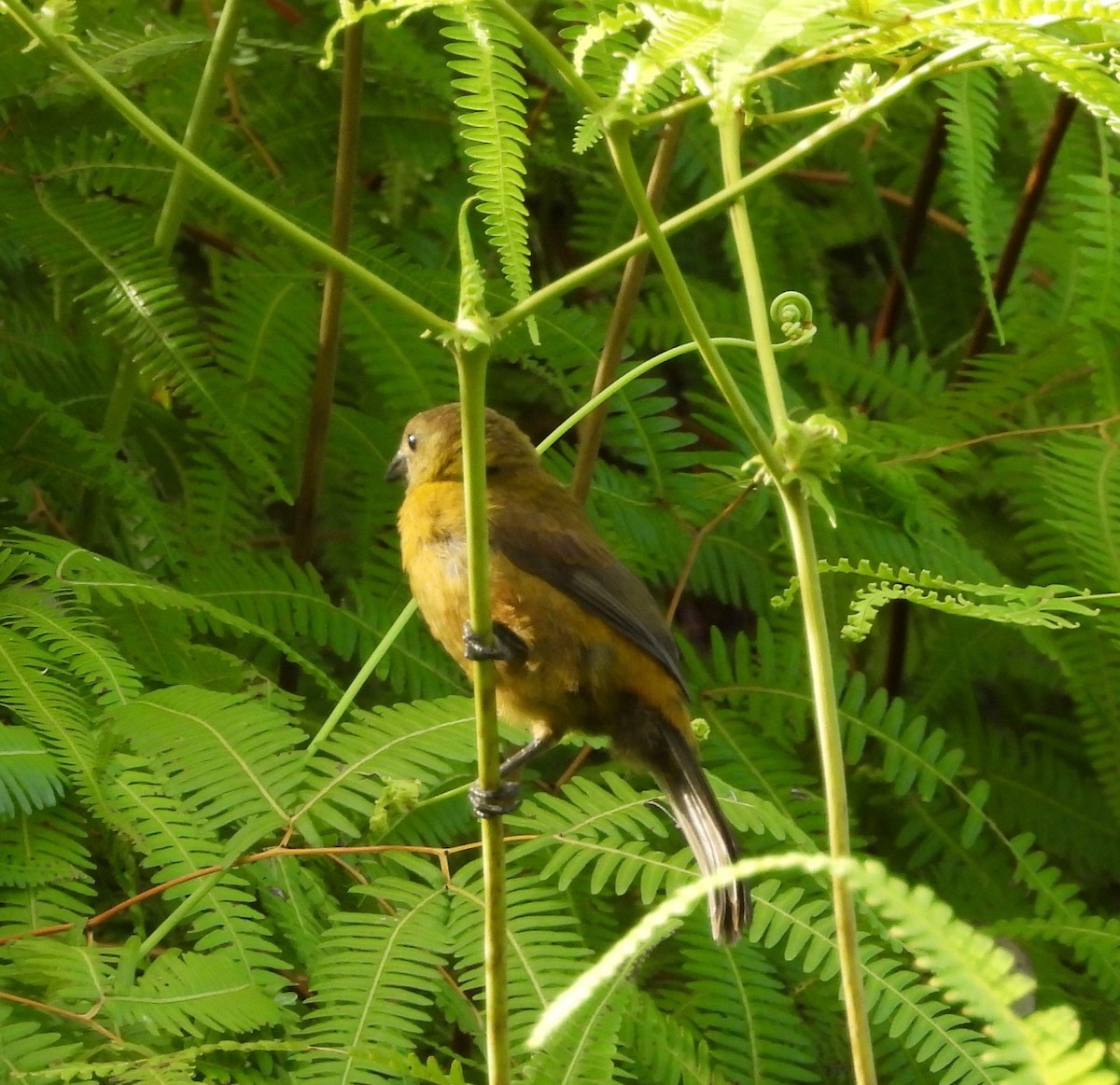 Scarlet-rumped Tanager (Passerini's) - ML642196682