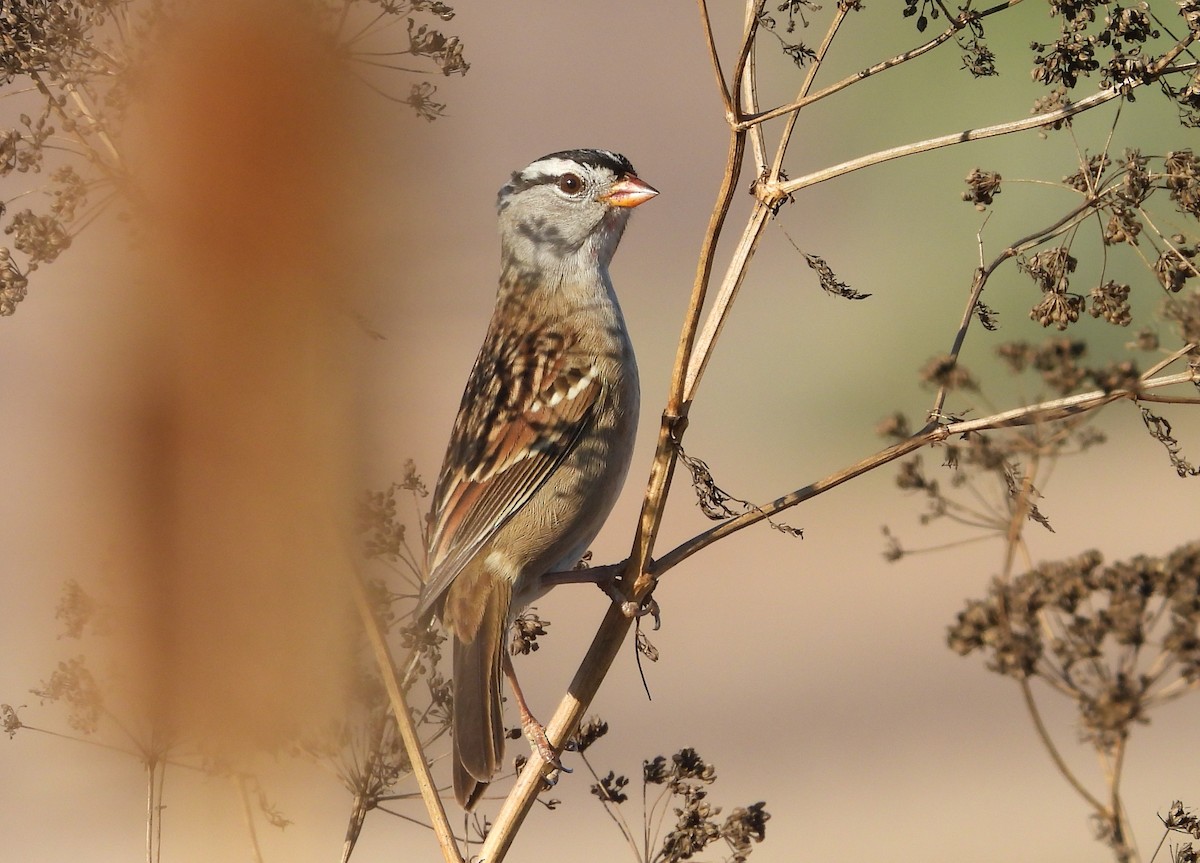 White-crowned Sparrow - ML642196719