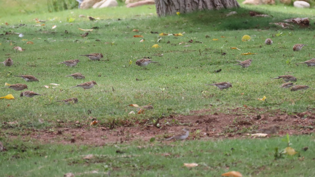 Chipping Sparrow - ML642196742