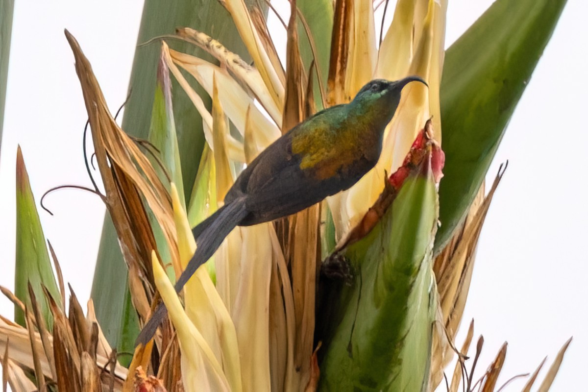 Bronze Sunbird - ML642196745