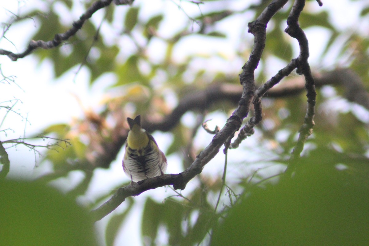 Chestnut-flanked White-eye - ML642196749