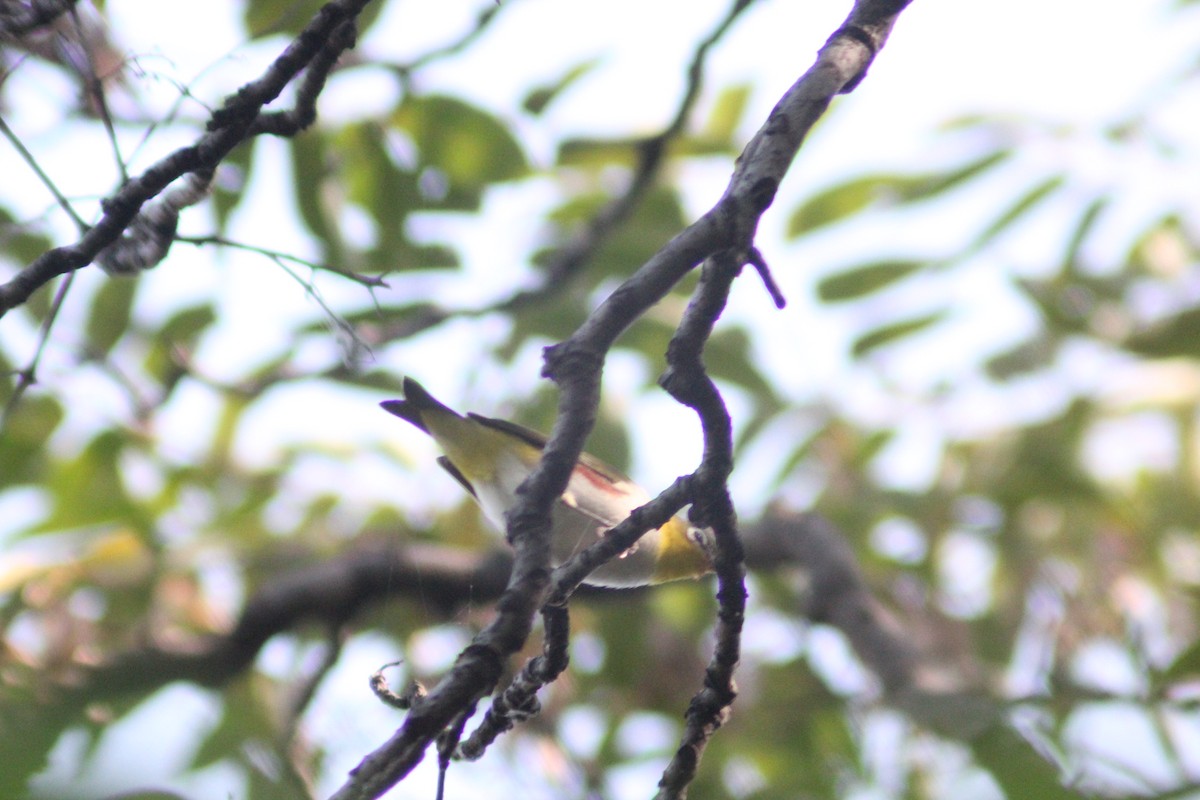 Chestnut-flanked White-eye - ML642196750