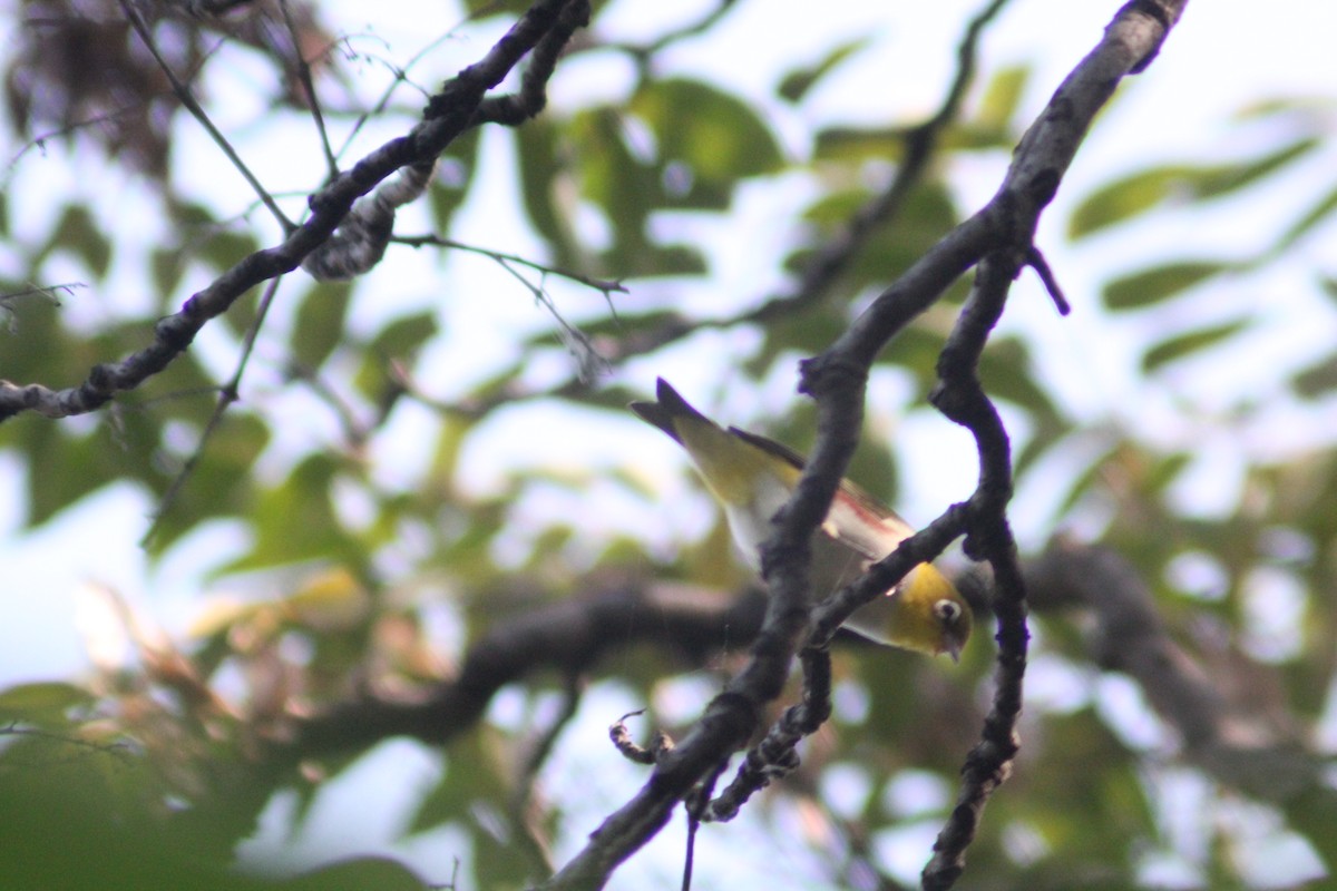 Chestnut-flanked White-eye - ML642196751