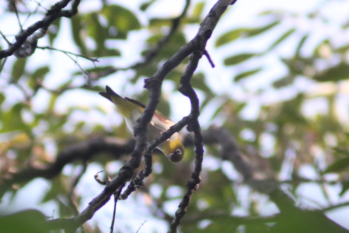 Chestnut-flanked White-eye - ML642196752