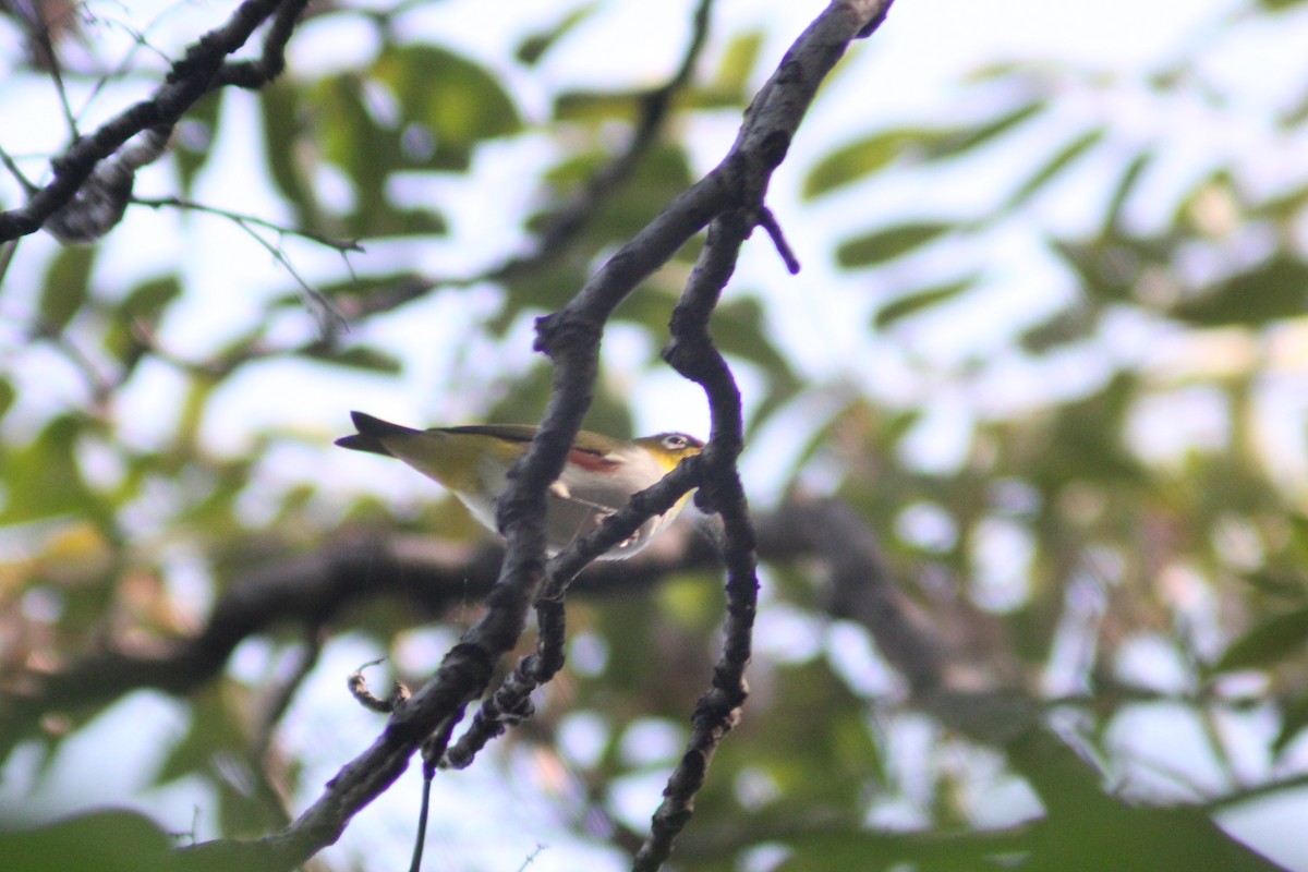 Chestnut-flanked White-eye - ML642196753