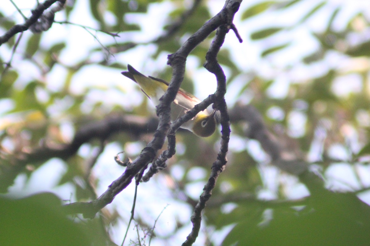Chestnut-flanked White-eye - ML642196754