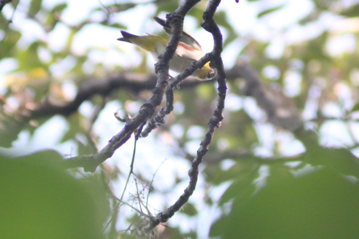 Chestnut-flanked White-eye - ML642196755