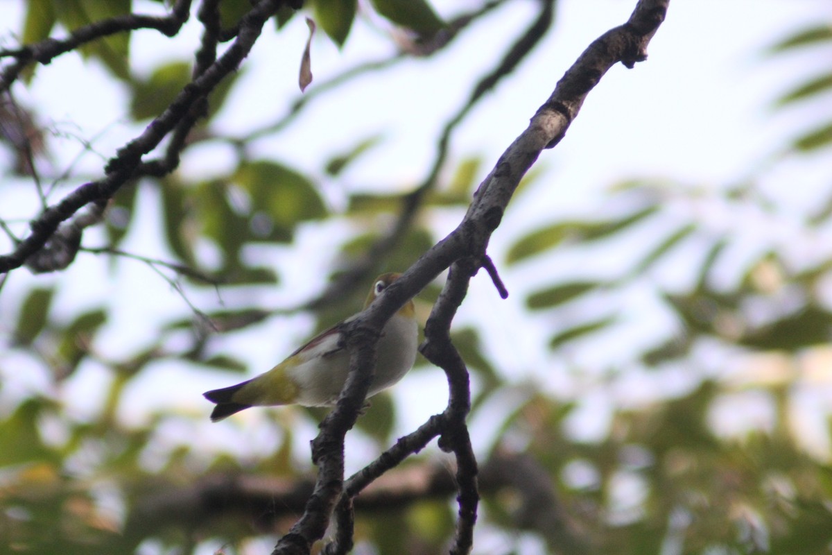 Chestnut-flanked White-eye - ML642196756