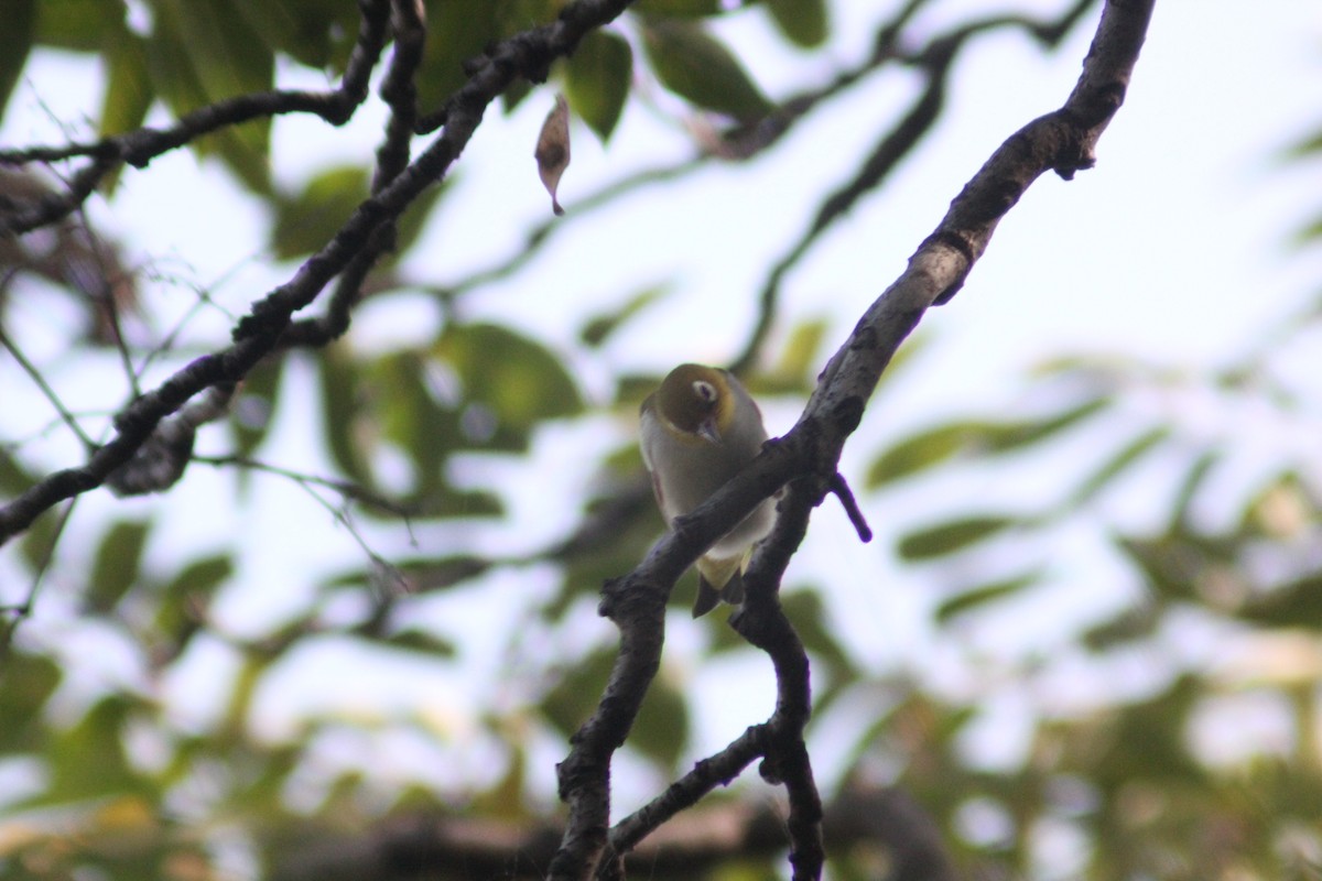 Chestnut-flanked White-eye - ML642196757