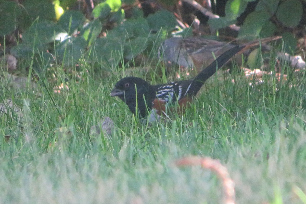 Spotted Towhee - ML642196783