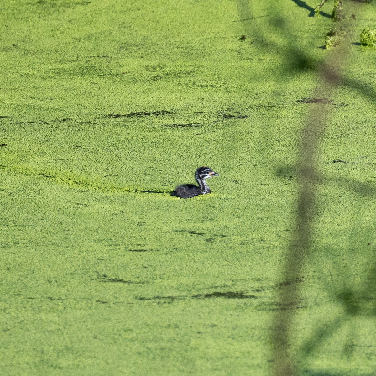 Least Grebe - ML642196806