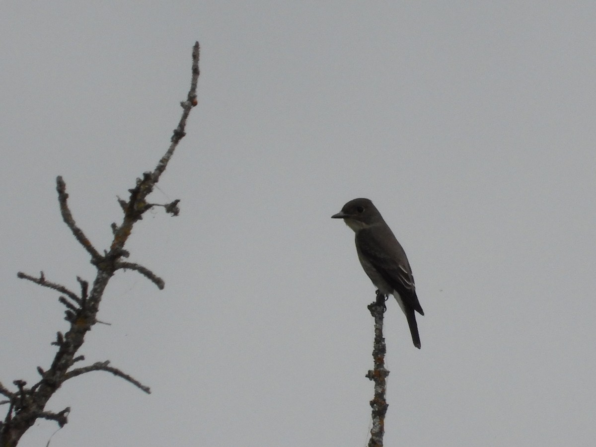 Boreal Sinekkapan - ML642196807