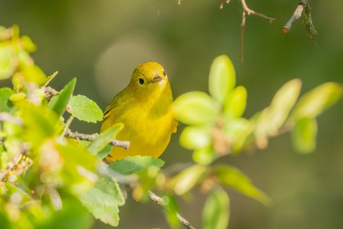 Yellow Warbler - ML642196818