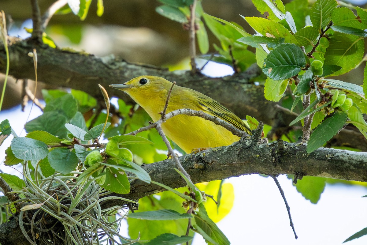 Yellow Warbler - ML642196819
