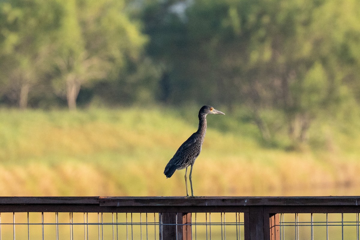 Yellow-crowned Night Heron - ML642196820