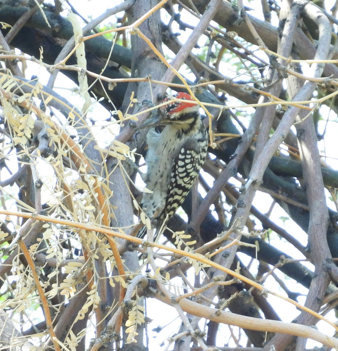 Ladder-backed Woodpecker - ML642196825