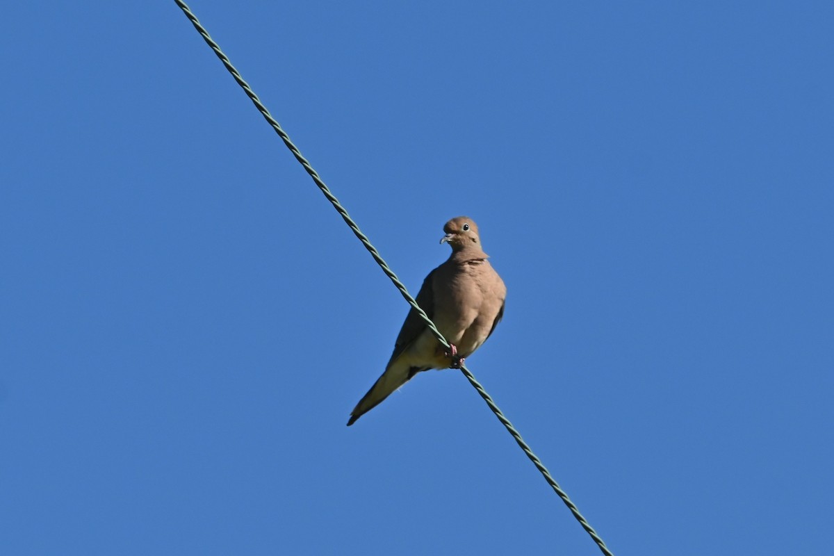 Mourning Dove - ML642196826