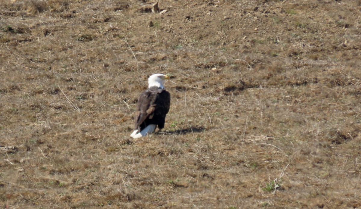 Weißkopf-Seeadler - ML642196843