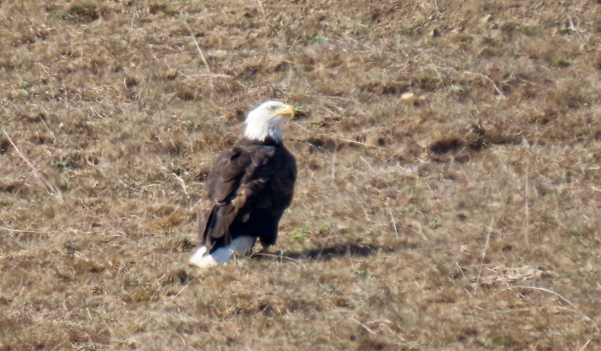 Weißkopf-Seeadler - ML642196848
