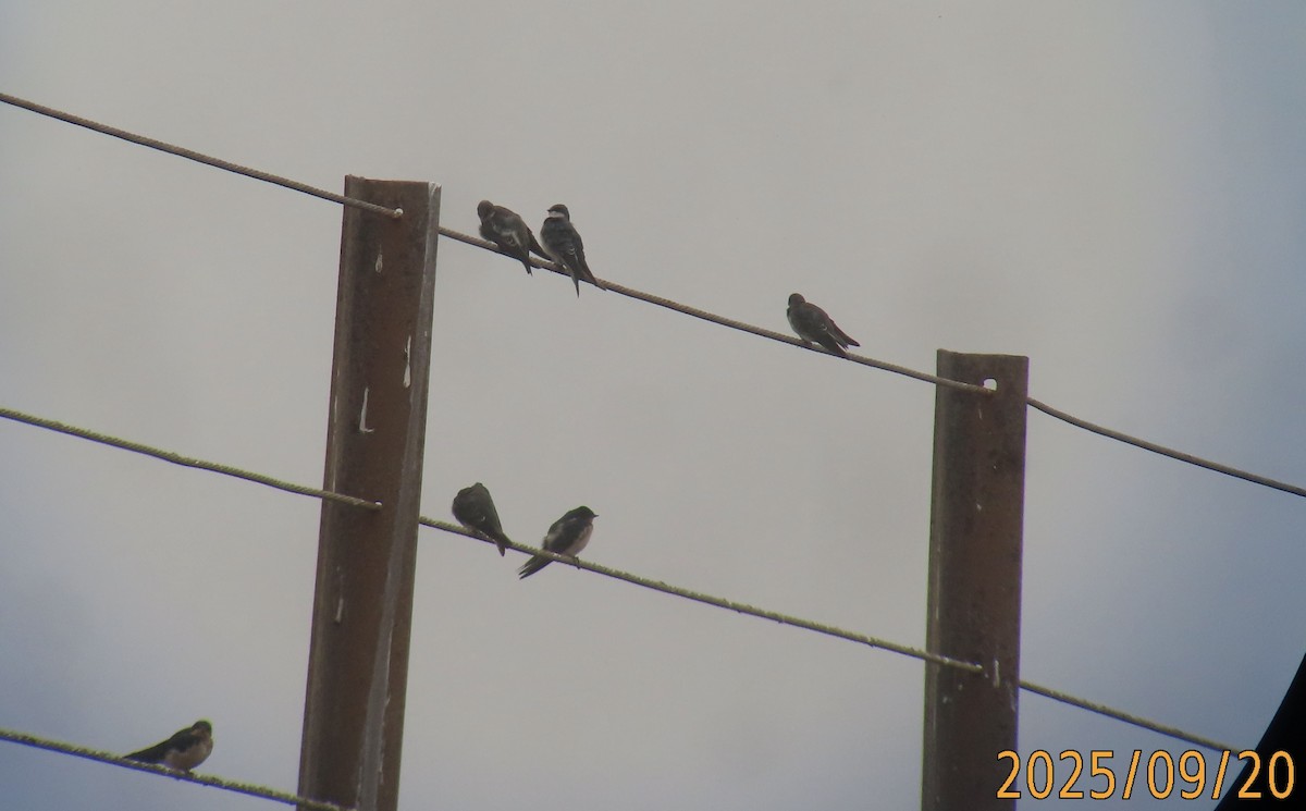 Tree Swallow - ML642196850