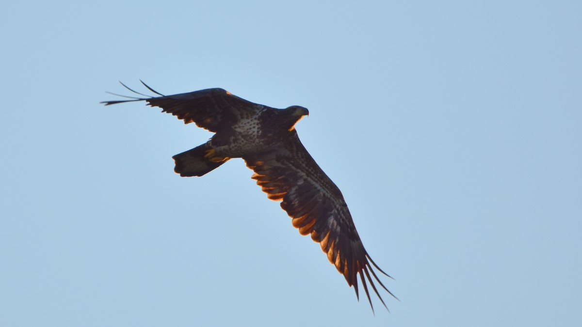 Bald Eagle - ML642196860