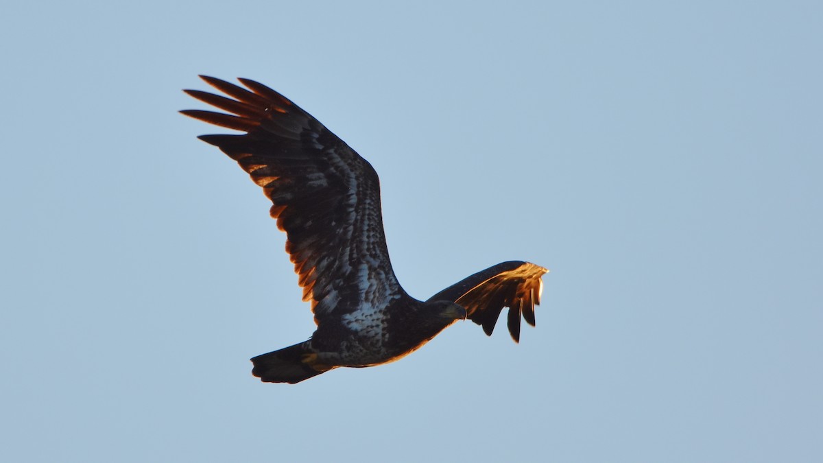 Bald Eagle - ML642196877