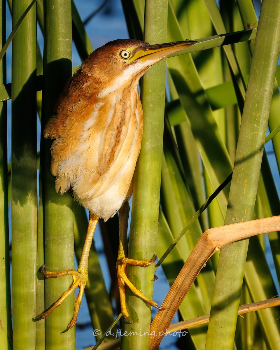 Least Bittern - ML642196886