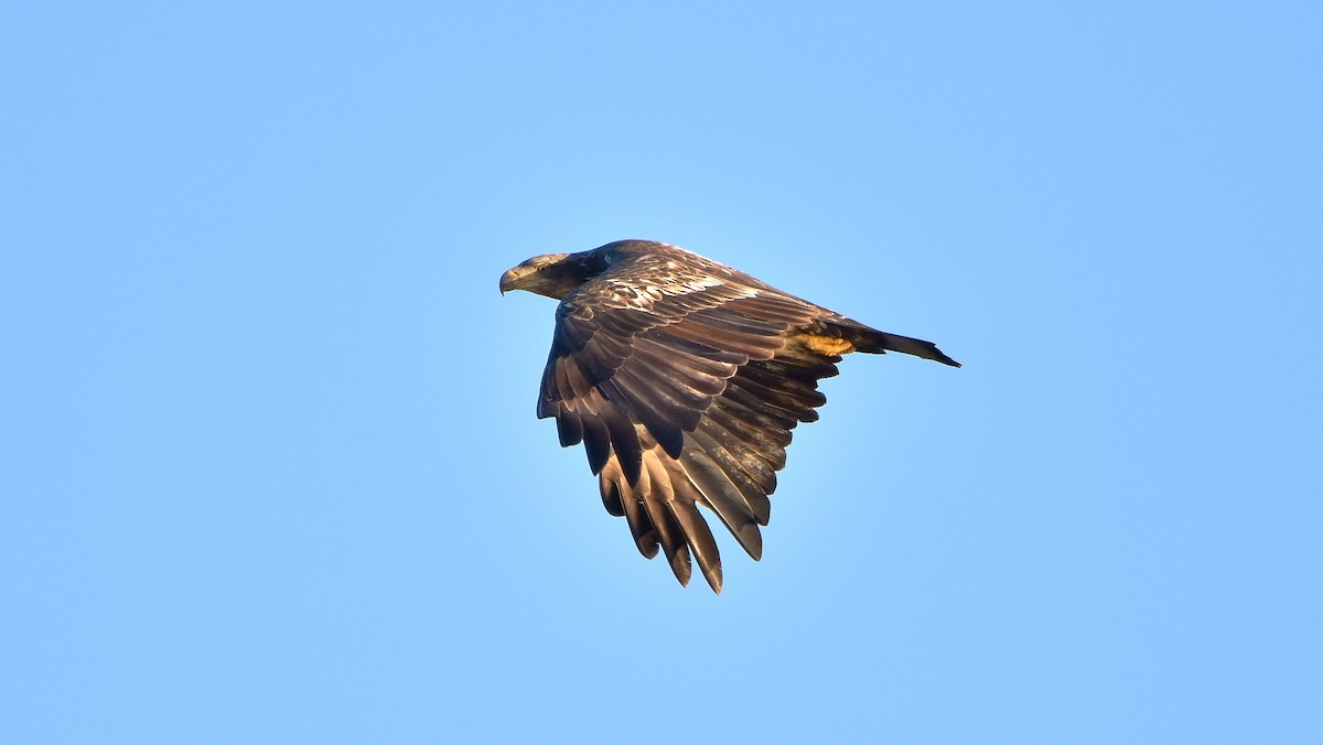 Bald Eagle - ML642196897