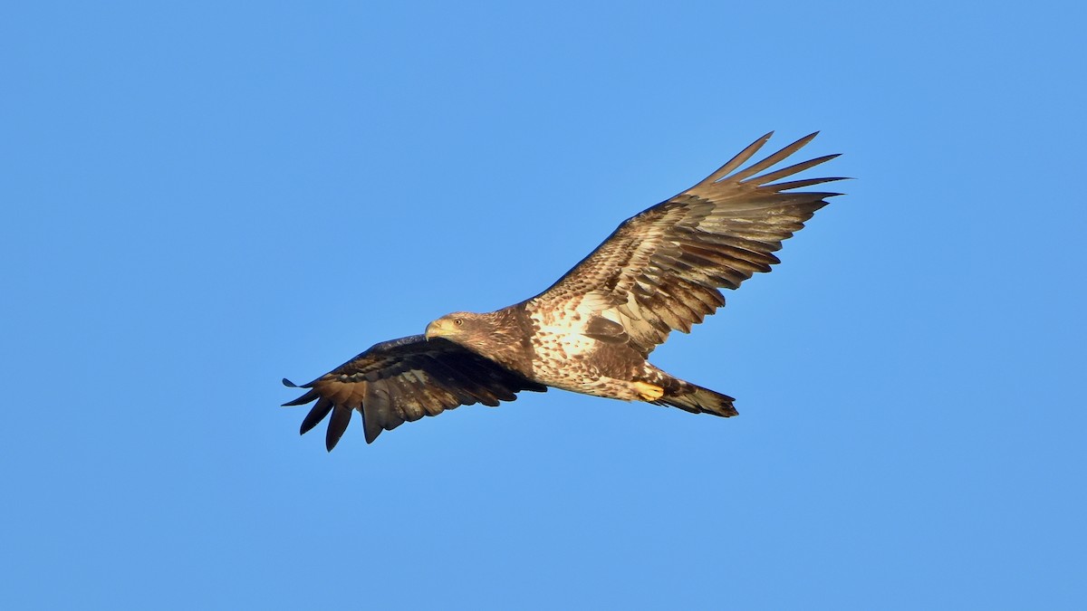 Bald Eagle - ML642196904