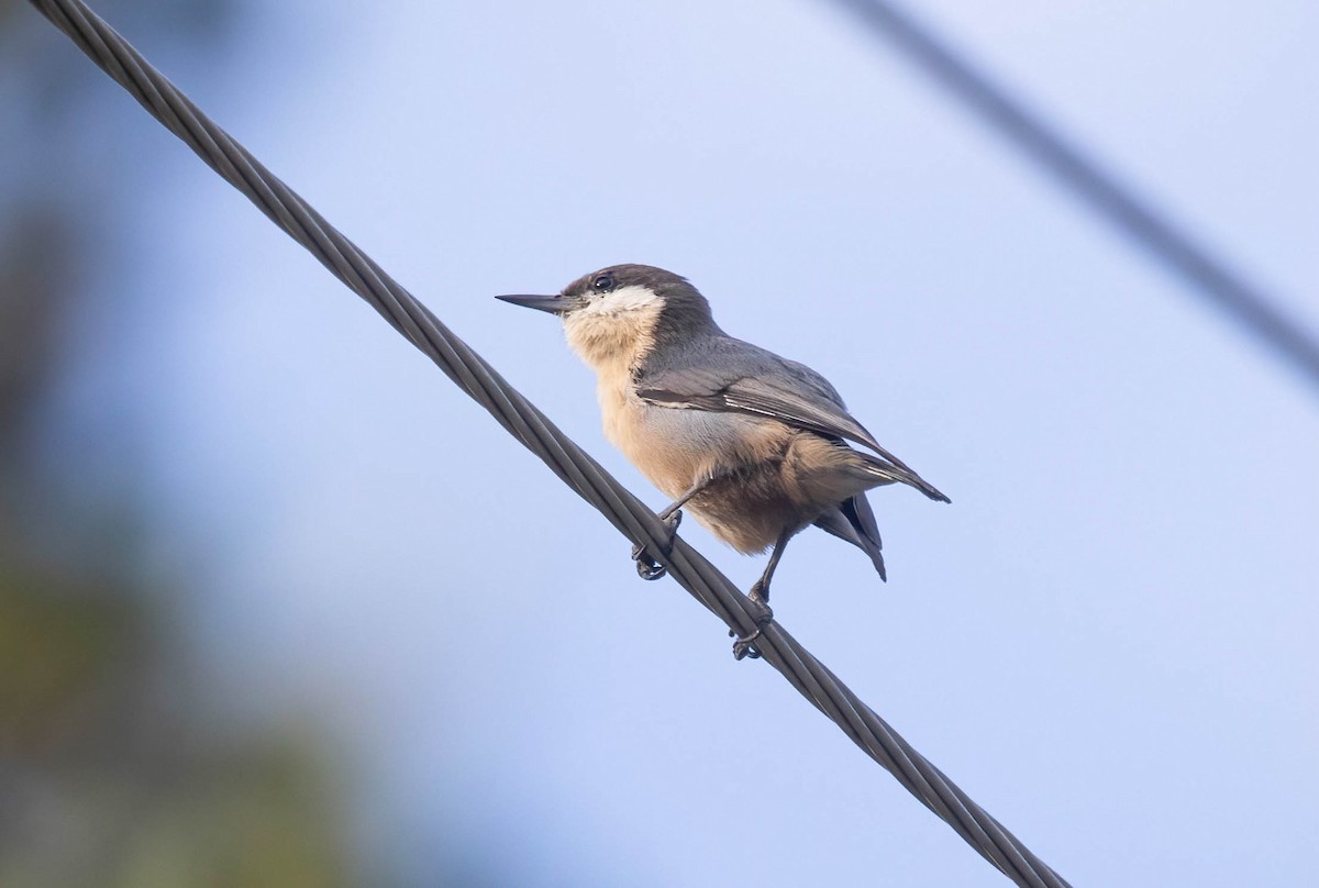 Pygmy Nuthatch - ML642196917