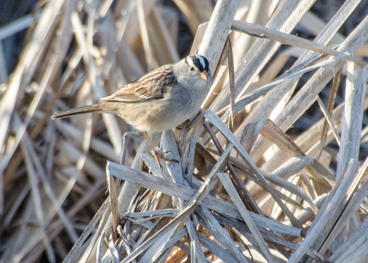 White-crowned Sparrow - ML642196919