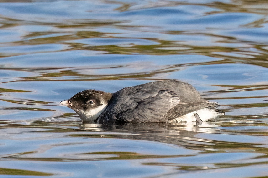 Ancient Murrelet - ML642196936