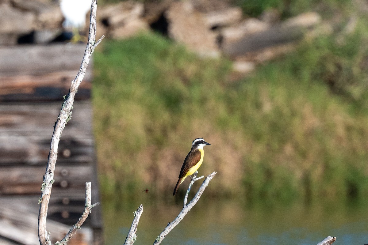Great Kiskadee - ML642196948