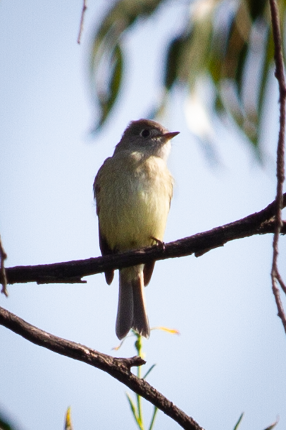 Hammond's/Dusky Flycatcher - ML642196949