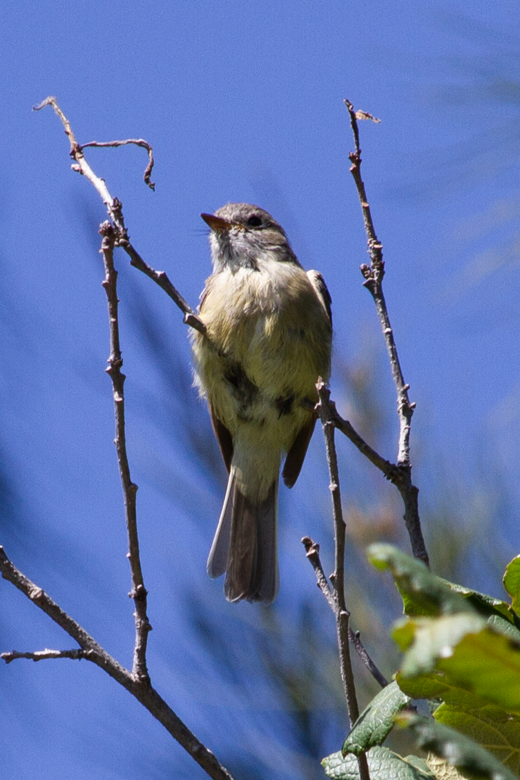 Hammond's/Dusky Flycatcher - ML642196950
