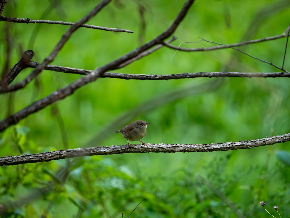 Northern House Wren - ML642196961